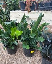 Johansen Landscape & Nursery image 10