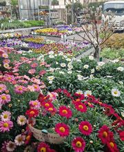 hollenstein blumengarten ag-Blumenshop-Gärtnerei-Gartenbau-Unterhalt-Grabpflege Bild 10