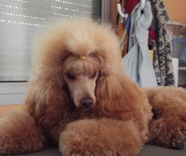 L'Esthétique Canine image 3