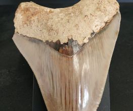 Eldonia image 5