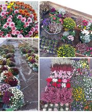 Ets Degauchy image 5