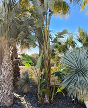 ARNAL SoFoCev image 16