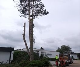 BAUMTEAM SCHALLWIG Bild 2