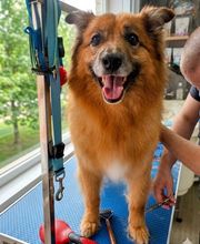 Txapoteando Felices Peluquería canina y felina imagen 8
