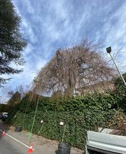 Mémoires d'Arbres Bild 7