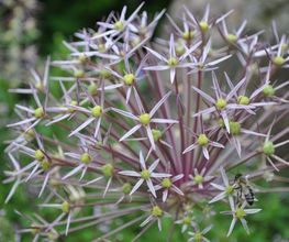 Gartenbau Hölzli AG Bild 7