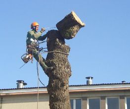 Oisejardin image 8