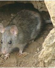 Appel Anti Nuisible image 7