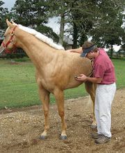 Tennessee Equine Hospital South image 2