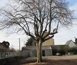 Arbres-Eco image 18