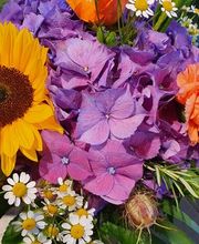 Blumen und Pflanzen Bild 7