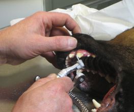 Dierenarts Meemortel De