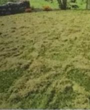 Lussi Garten & Unterhaltsarbeiten Bild 2