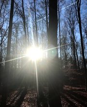 FriedWald Meroder Wald Bild 5