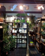 Cannelle Fleurs image 1