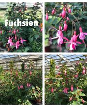 Gärtnerei Ziegler Samuel Bild 14