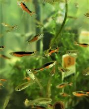 STALLER Martin EIRL AQUABOUTIK image 12