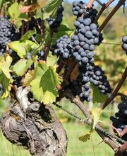 Steimer Weinbau Bild 4