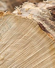 Hayoz A. Holzbau AG Bild 3