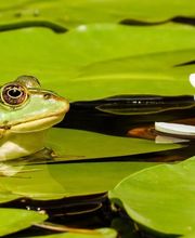 Bistro d Olivier image 2