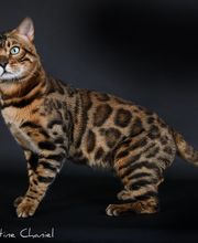 Chatterie Panthera du Maquis image 11