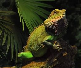 Reptiland image 12