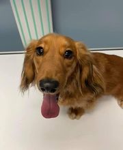 Country Hills Veterinary Hospital: Greene Mark DVM image 15