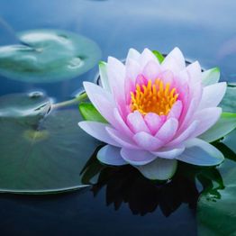 Sophrologie, Reiki & Massages Énergétiques à Valbonne Nathalie BIGLIA