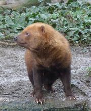 Spaycific'Zoo image 3