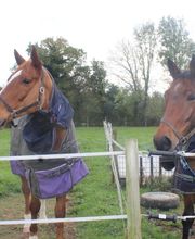 Haras De l'Epine Noire image 8