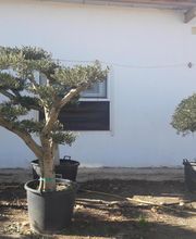 Viveros Gonzalo imagen 3