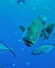 Jaguar Divers - Dive Shop in Playa del Carmen imagen 11