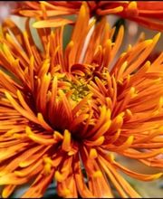 Blumen Grütter Bild 9