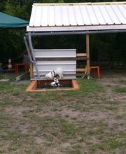 Hundeschule Mosig Bild 14