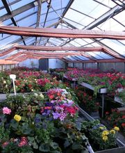 Blumencentrum und Gärtnerei Axel Gerdessen Bild 7