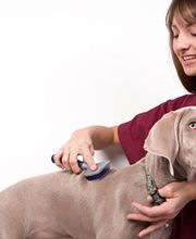 Pattes De Velours image 1