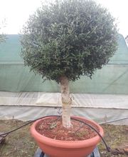 Olipalm pépiniére image 8