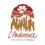 L’Androsace