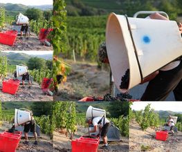 Domaine Blachon image 11
