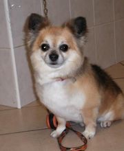 Toilettage 14 image 7