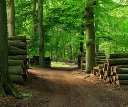 Jackels Kaminholz Bild 1