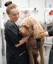 Doggrooming Ramstein Bild 9
