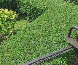 Daniels Baum- & Gartenservice Bild 14