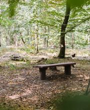 Bänke an den Waldwegen laden ebenso zum Ausruhen und Genießen der Natur ein.