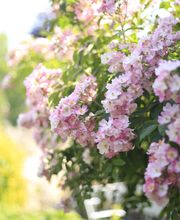 Elztal Gartenbau Bild 55