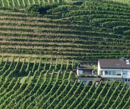 Weingut Alter Berg Bild 5