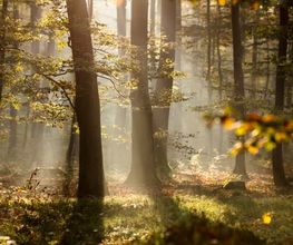 Goldener Herbst im FriedWald Borchen-Nonnenbusch.