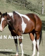 Birkenhof Pferdepension Bild 11