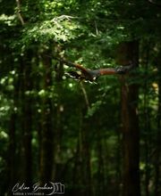 Stages Fauconnerie Lyon , Elevage de rapaces, Effarouchement pigeon, Rhône-Alpes, Bourgogne-Franche-Comté, Saône et Loire image 3