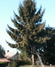 Bouvier Gianni image 7